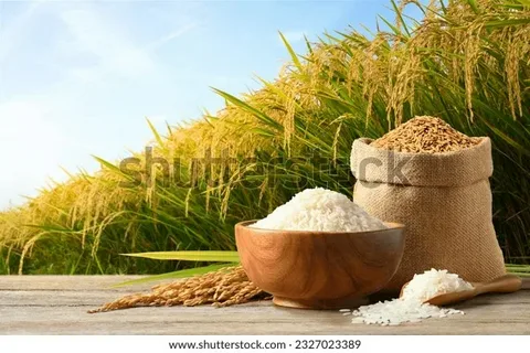 تصویر 1 از خرید و قیمت برنج عنبر بو دیلمی + فروش عمده